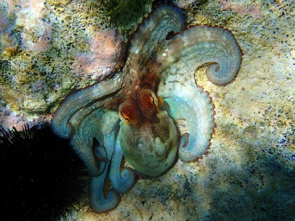 Common octopus curling its arms on a rock in Albania