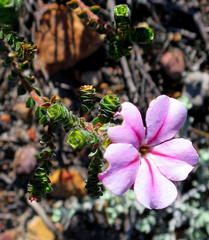 Acmadenia tetragona