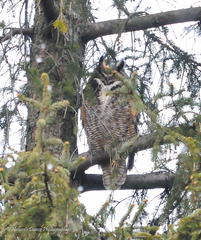 Bubo virginianus