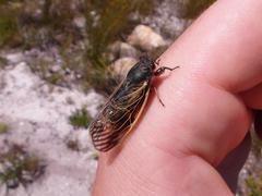 Pinheya violacea