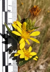 Pyrrocoma lanceolata