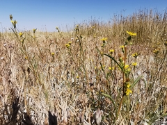 Pyrrocoma lanceolata