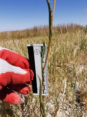 Pyrrocoma lanceolata