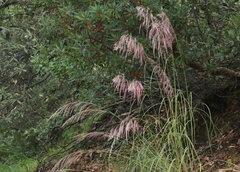 Muhlenbergia emersleyi