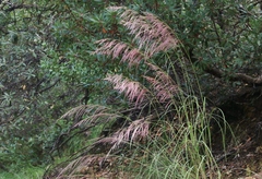Muhlenbergia emersleyi