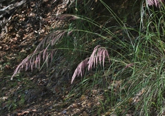 Muhlenbergia emersleyi