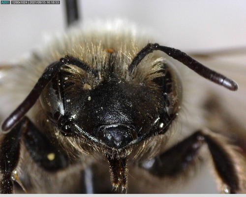 iNaturalist observation photo of Mining Bees