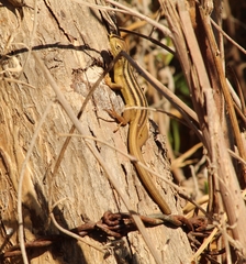 Liolaemus chiliensis