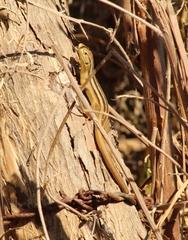 Liolaemus chiliensis