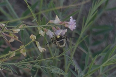 Eucera edwardsii