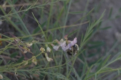 Eucera edwardsii