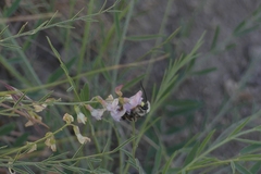 Eucera edwardsii