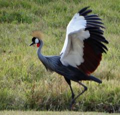 Balearica regulorum regulorum