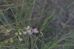 Eucera edwardsii