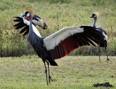 Balearica regulorum regulorum