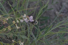 Eucera edwardsii