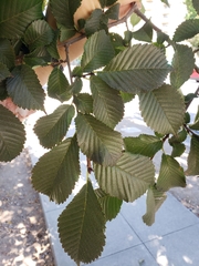 Ulmus