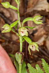 Epipactis