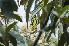 Philaethria wernickei