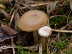 Clitocybe deceptiva