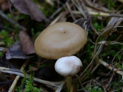 Clitocybe deceptiva