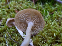 Clitocybe deceptiva