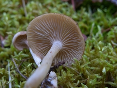 Clitocybe deceptiva