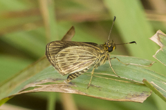 Callimormus interpunctata