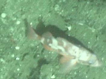 Sharpchin Rockfish (Seamounts of Canada's Large Offshore Pacific Area ...