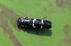 Ochrostacta diadema