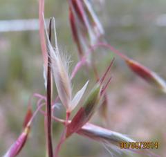 Ehrharta thunbergii