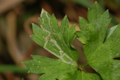 Phytomyza ranunculi
