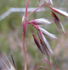 Ehrharta thunbergii
