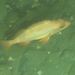 Redstripe Rockfish - Photo (c) Jennifer Long, some rights reserved (CC BY-NC), uploaded by Jennifer Long