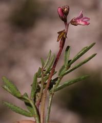 Indigofera sp16