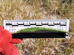 Pyrrocoma lanceolata