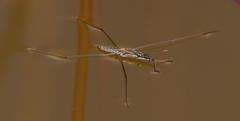 Aquarius distanti