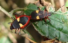 Dysdercus albofasciatus