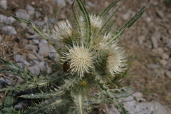 Cirsium hookerianum