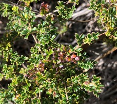Dodonaea humilis