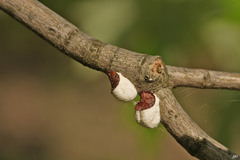 Pulvinaria innumerabilis