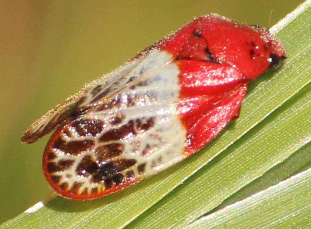 Spittlebugs on a plant