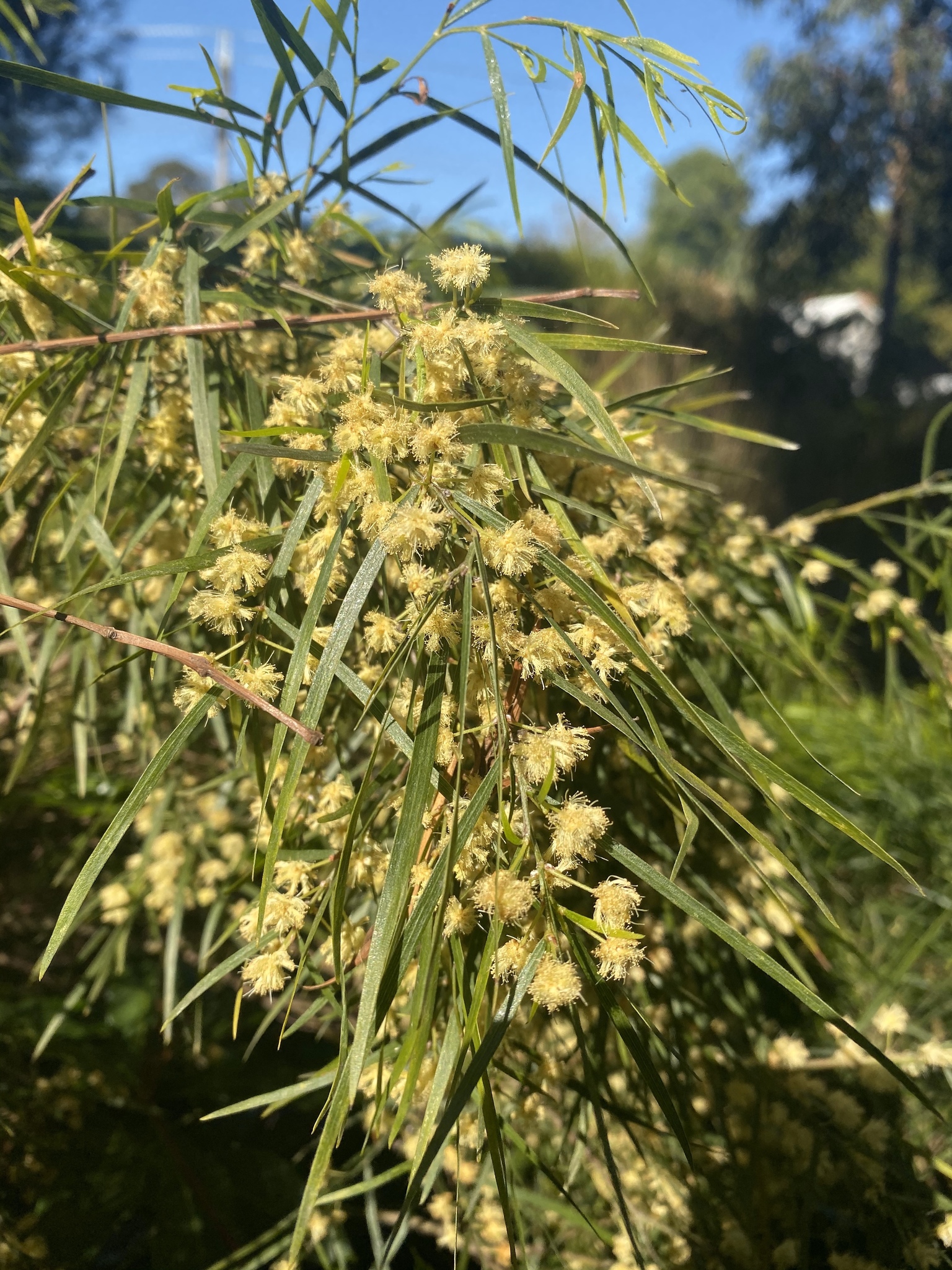 Acacia cognata
