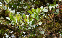 Gaiadendron punctatum