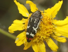 Acmaeodera amabilis