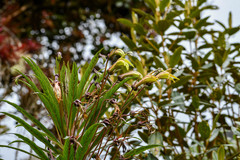 Siphocampylus lucidus