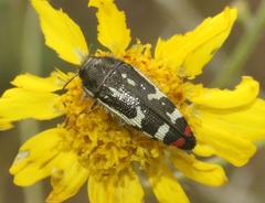 Acmaeodera amabilis