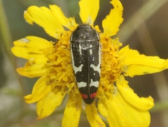 Acmaeodera amabilis