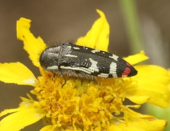 Acmaeodera amabilis