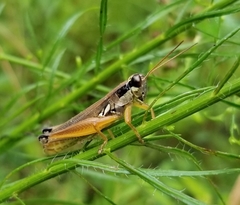 Paroxya atlantica